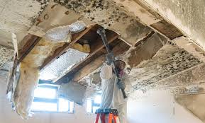 Best Environmental Consulting for Mold Prevention  in Dunkirk, NY